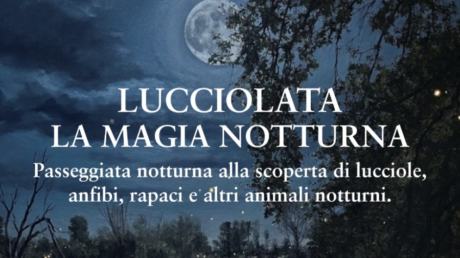 Fai Novara, 